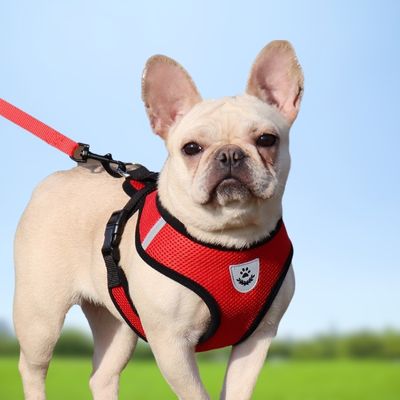 harnais-petit-chien-rouge