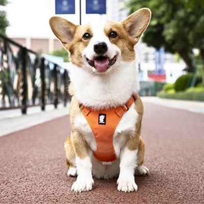 harnais-pour-chien-controle