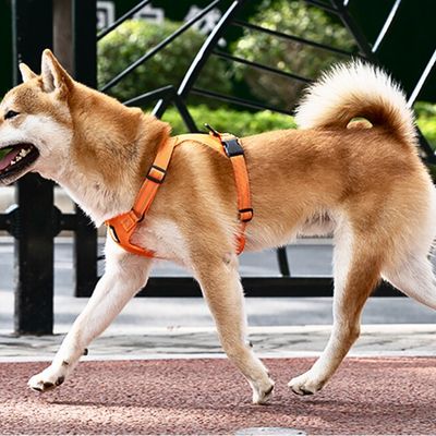 harnais-pour-chien-promenade