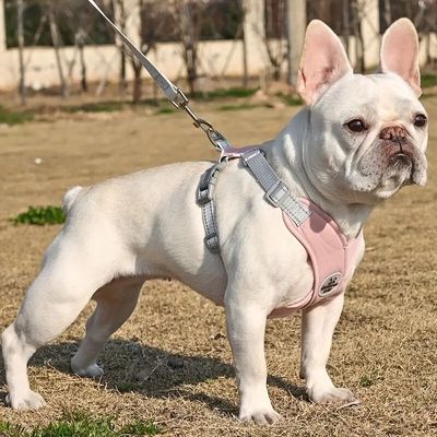 harnais-pour-petit-chien-foin