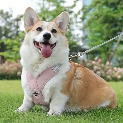 harnais-pour-petit-chien-herbe