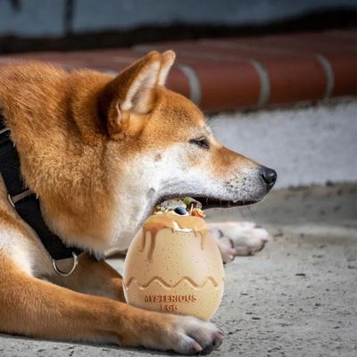 jeu-d-occupation-chien-gruger