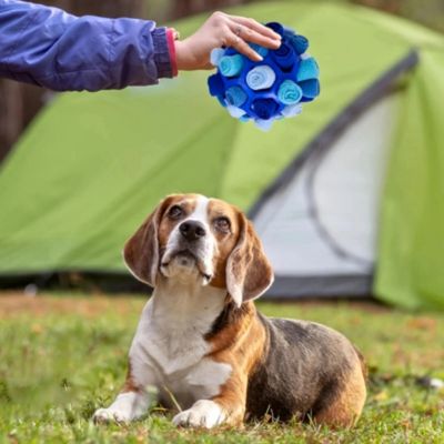 jouet-chien-entrainement