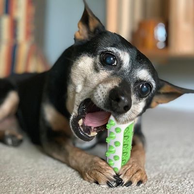 jouet-chien-gruger