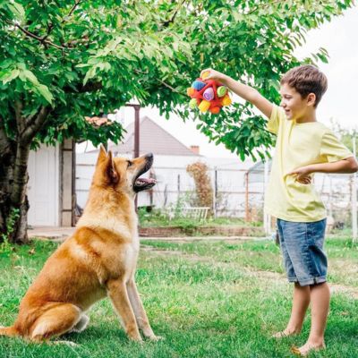 jouet-chien-jeu