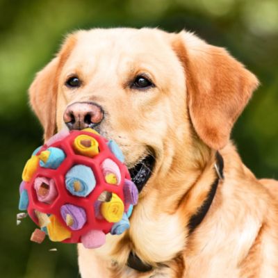 jouet-chien-lavable