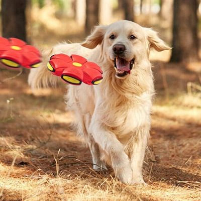 jouet-interactif-pour-chien-depense