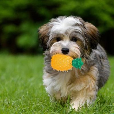 jouet-pour-chien-ananas