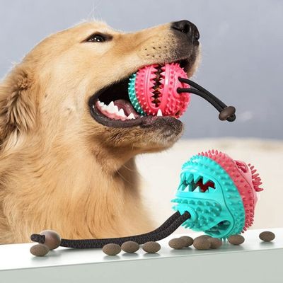 jouet-pour-chien-dent