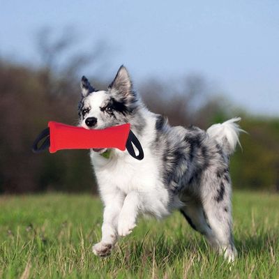 jouet-pour-chien-stimulation