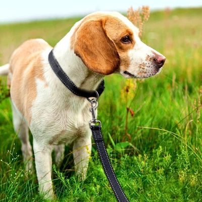 laisse-chien-champs