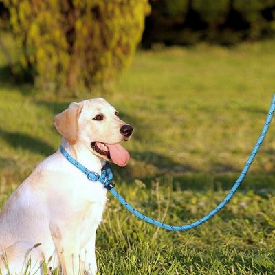 laisse-chien-douce