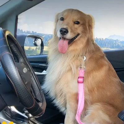 laisse-chien-espace