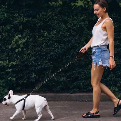 laisse-chien-promenade