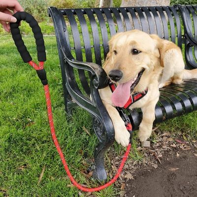 laisse-chien-rouge