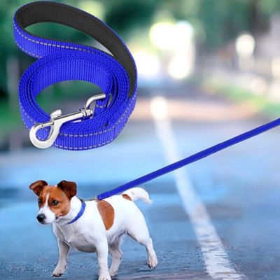 laisse-chien-rue