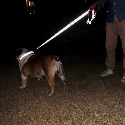 laisse-chien-soir