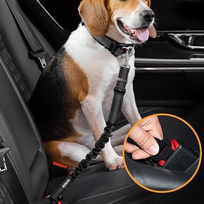 laisse-chien-voiture