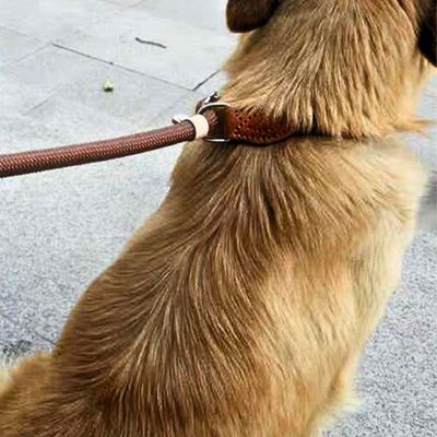 laisse-pour-chien-brune