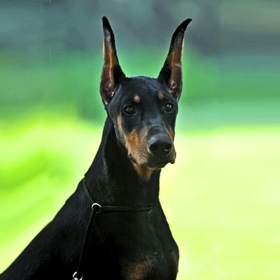 laisse-pour-chien-doberman
