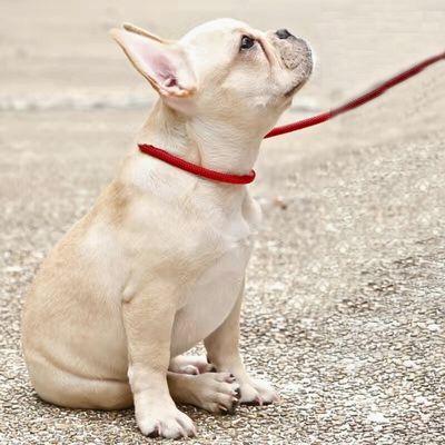 laisse-pour-chien-douce