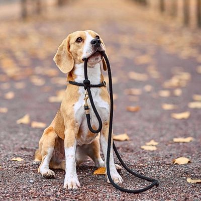 laisse-pour-chien-sortie