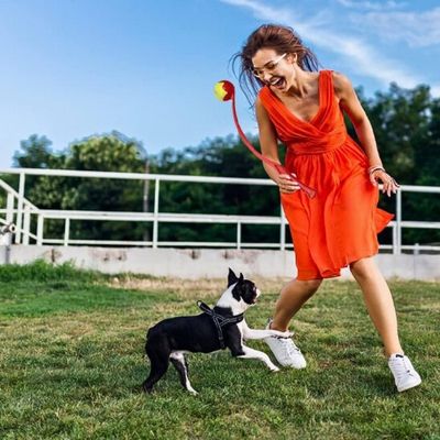 lanceur-de-balle-pour-chien-buldog