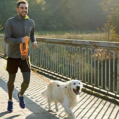 longe pour chien course