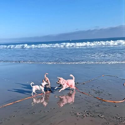 longe-pour-chien-eau