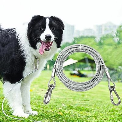 longe pour chien promenade