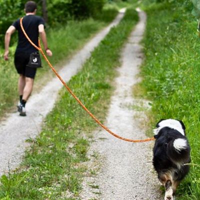 longe pour chien randonnée 1