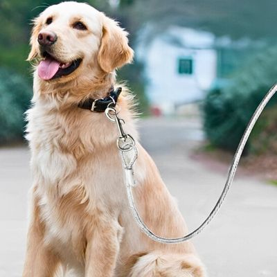 longe pour chien sécuritaire