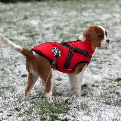 manteau pour chien avec harnais integre neige