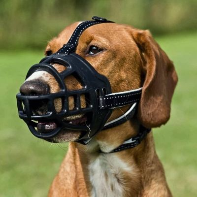 museliere-chien-regarde