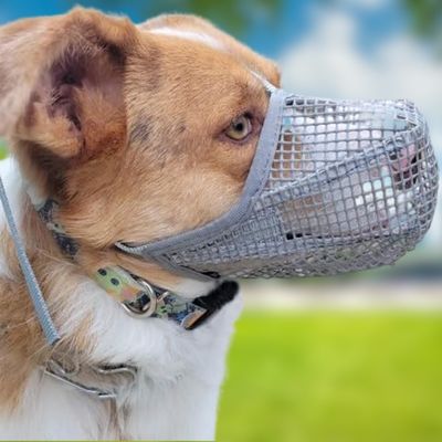 museliere-chien-tissu