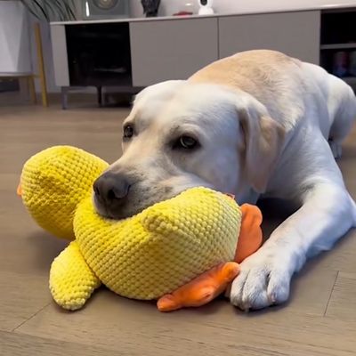 peluche-pour-chien-energie