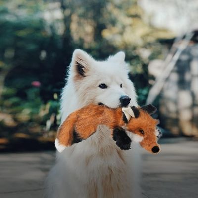 peluche-pour-chien-instinct
