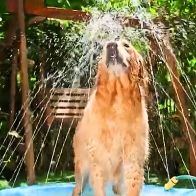 piscine-pour-chien-eau