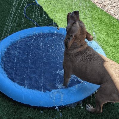 piscine-pour-chien-frais
