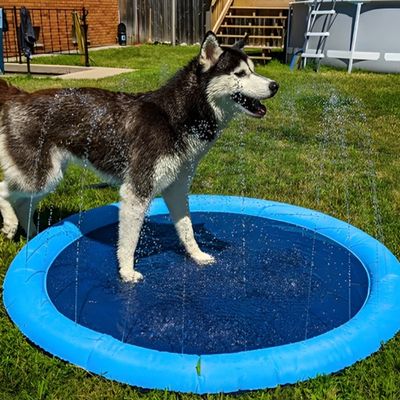 piscine-pour-chien-rafraichissant