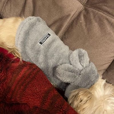 pull-pour-chien-divan