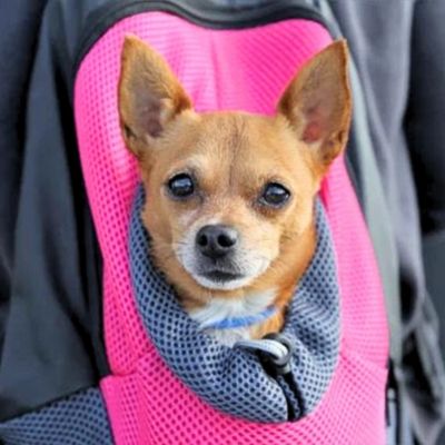 sac a dos pour chien ajustable