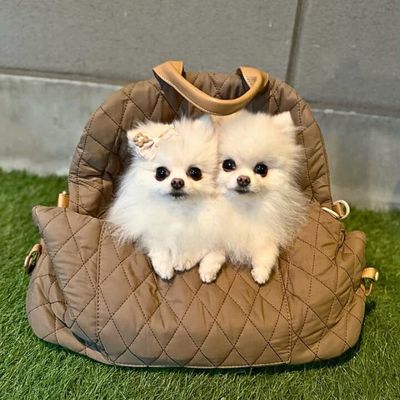 sac-de-transport-de-chien-jumeaux