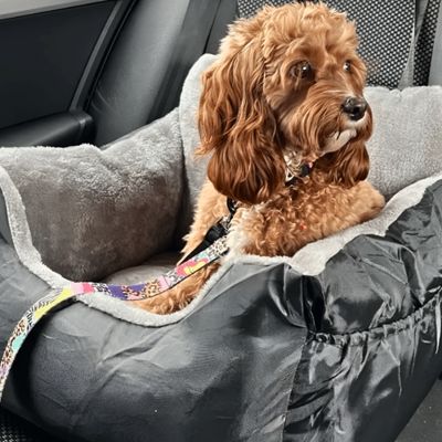 siege-auto-chien-confort