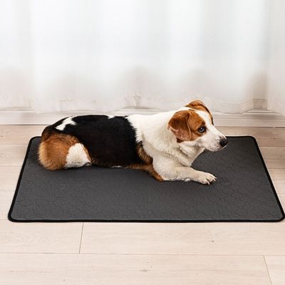 tapis-pour-chien-salon