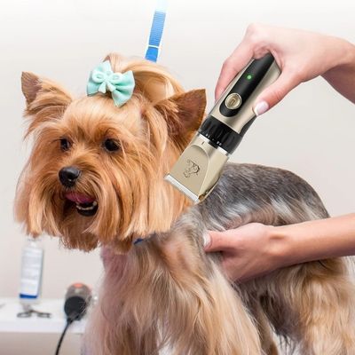 tondeuse-pour-chien-salon