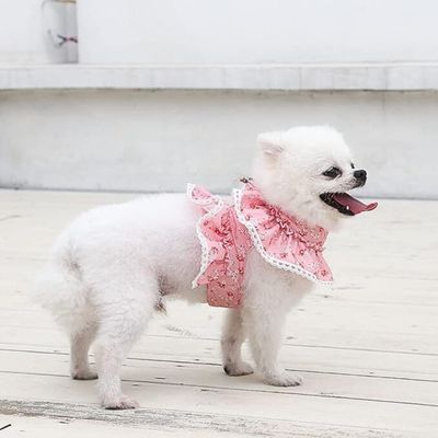 vetement-chien-sortie